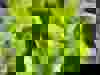 Head of lettuce close up